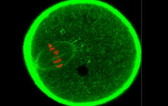 issue12gfp