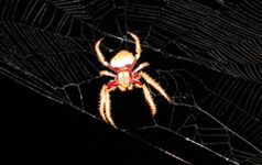 issue1spider