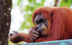 issue5orangutan