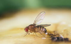 issue41flies_teaser