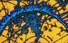 issue46_bubblechamber_teaser